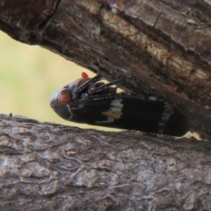 Eurymeloides punctata at Downer, ACT - 28 Dec 2020