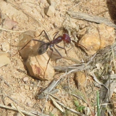 Iridomyrmex purpureus (Meat Ant) at Downer, ACT - 28 Dec 2020 by Christine