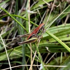 Praxibulus sp. (genus) (A grasshopper) at QPRC LGA - 30 Dec 2020 by Wandiyali