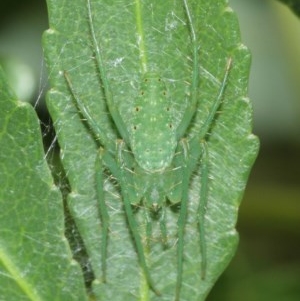 Araneus talipedatus at Downer, ACT - 29 Dec 2020