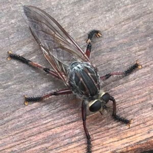 Neoaratus hercules at Metung, VIC - 5 Dec 2020