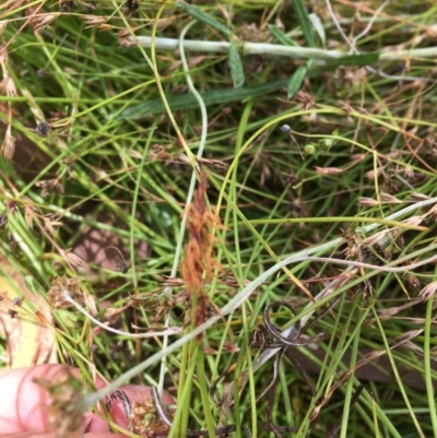 Eleocharis atricha (Tuber Spikerush) at Mulligans Flat - 30 Dec 2020 by Tapirlord