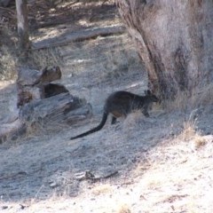 Wallabia bicolor (Swamp Wallaby) at Nangus, NSW - 23 May 2005 by abread111