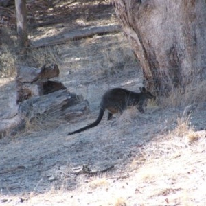 Wallabia bicolor at Nangus, NSW - 23 May 2005