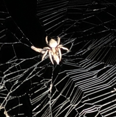 Hortophora sp. (genus) (Garden orb weaver) at Nanima, NSW - 30 Dec 2020 by 81mv