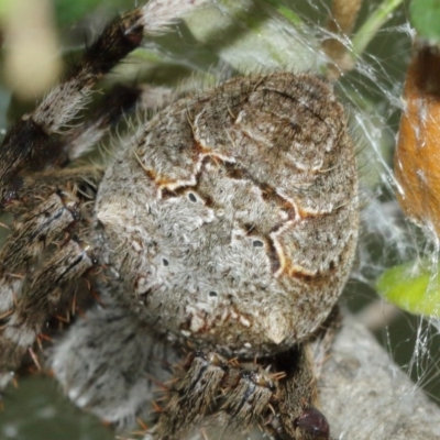 Araneinae (subfamily) (Orb weaver) at Acton, ACT - 29 Dec 2020 by TimL