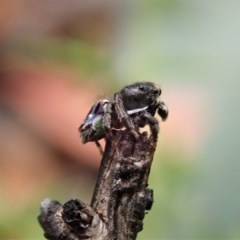 Maratus harrisi (Harris's Peacock spider) at Namadgi National Park - 29 Dec 2020 by CathB