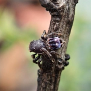 Maratus harrisi at Mount Clear, ACT - 29 Dec 2020