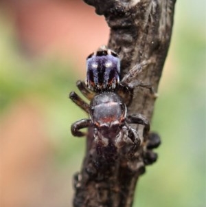 Maratus harrisi at Mount Clear, ACT - 29 Dec 2020