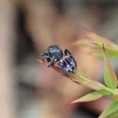 Maratus harrisi at Mount Clear, ACT - 29 Dec 2020