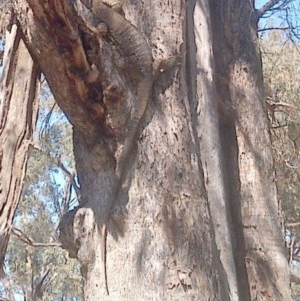 Varanus varius at Jones Creek, NSW - 18 Sep 2017