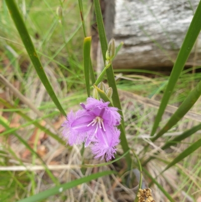 Thysanotus tuberosus subsp. tuberosus (Common Fringe-lily) at Paddys River, ACT - 30 Dec 2020 by Rixon