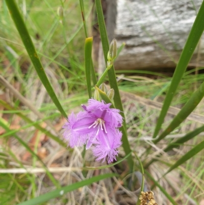 Thysanotus tuberosus subsp. tuberosus (Common Fringe-lily) at Tidbinbilla Nature Reserve - 29 Dec 2020 by Rixon