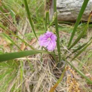 Thysanotus tuberosus subsp. tuberosus at Paddys River, ACT - 30 Dec 2020 09:44 AM