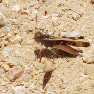 Oedaleus australis at Holt, ACT - 30 Dec 2020