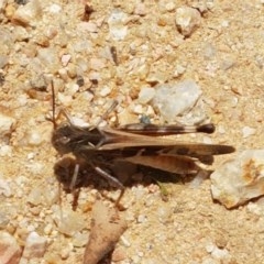 Oedaleus australis at Holt, ACT - 30 Dec 2020