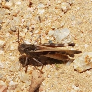 Oedaleus australis at Holt, ACT - 30 Dec 2020 01:25 PM