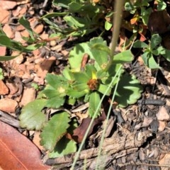 Brachyscome spathulata (Coarse Daisy, Spoon-leaved Daisy) at Mount Clear, ACT - 30 Dec 2020 by CathB