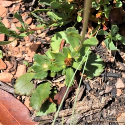 Brachyscome spathulata (Coarse Daisy, Spoon-leaved Daisy) at Mount Clear, ACT - 30 Dec 2020 by CathB