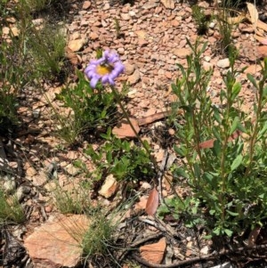 Brachyscome spathulata at Mount Clear, ACT - 30 Dec 2020