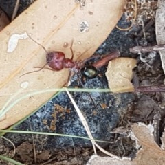 Melophorus rufoniger at Holt, ACT - 30 Dec 2020