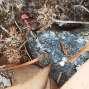 Melophorus rufoniger at Holt, ACT - 30 Dec 2020