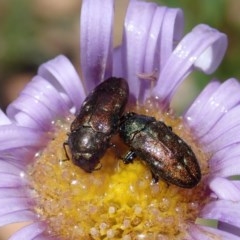 Diphucrania sp. (genus) (Jewel Beetle) at Namadgi National Park - 29 Dec 2020 by CathB
