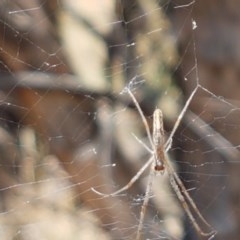 Tetragnatha sp. (genus) (Long-jawed spider) at Holt, ACT - 30 Dec 2020 by tpreston
