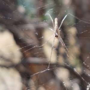 Tetragnatha sp. (genus) at Holt, ACT - 30 Dec 2020