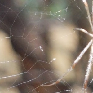 Tetragnatha sp. (genus) at Holt, ACT - 30 Dec 2020