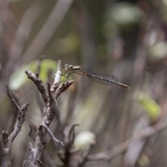 Austrolestes sp. (genus) (Ringtail damselfy) at Amaroo, ACT - 30 Dec 2020 by RichForshaw