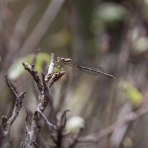 Austrolestes sp. (genus) at Amaroo, ACT - 30 Dec 2020