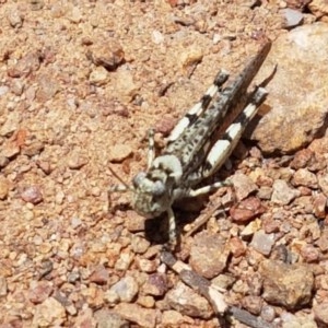 Pycnostictus seriatus at Holt, ACT - 30 Dec 2020