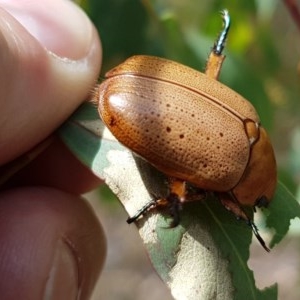 Anoplognathus pallidicollis at Holt, ACT - 30 Dec 2020