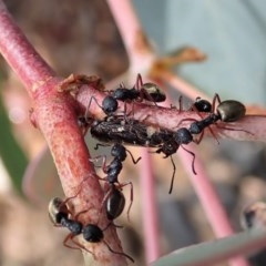Dolichoderus scabridus (Dolly ant) at Booth, ACT - 29 Dec 2020 by CathB
