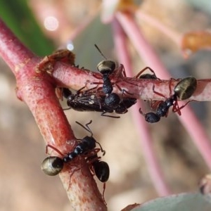 Dolichoderus scabridus at Booth, ACT - 29 Dec 2020