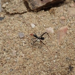 Leptomyrmex erythrocephalus (Spider ant) at Booth, ACT - 29 Dec 2020 by CathB