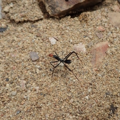 Leptomyrmex erythrocephalus (Spider ant) at Booth, ACT - 28 Dec 2020 by CathB