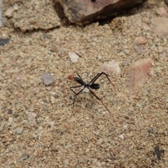 Leptomyrmex erythrocephalus (Spider ant) at Namadgi National Park - 28 Dec 2020 by CathB