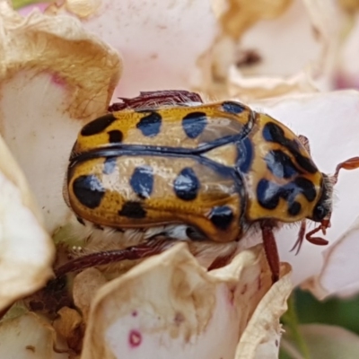 Neorrhina punctatum (Spotted flower chafer) at Holt, ACT - 30 Dec 2020 by trevorpreston