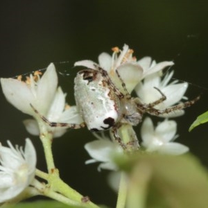 Araneus dimidiatus at Acton, ACT - 29 Dec 2020