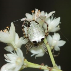 Araneus dimidiatus at Acton, ACT - suppressed