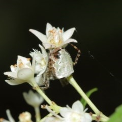 Araneus dimidiatus at Acton, ACT - 29 Dec 2020