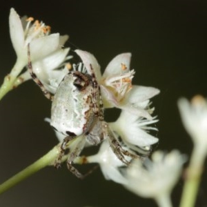 Araneus dimidiatus at Acton, ACT - 29 Dec 2020