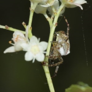 Araneus dimidiatus at Acton, ACT - suppressed