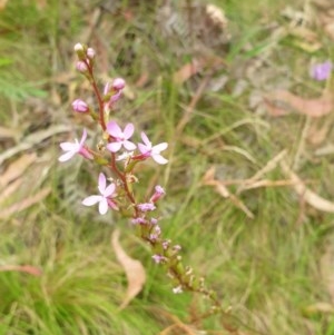 Stylidium sp. at Paddys River, ACT - 30 Dec 2020