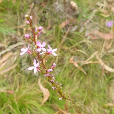 Stylidium (genus) (Trigger Plant) at Paddys River, ACT - 30 Dec 2020 by Rixon