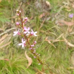 Stylidium sp. (Trigger Plant) at Paddys River, ACT - 29 Dec 2020 by Rixon