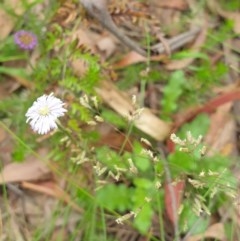 Lagenophora stipitata (Common Lagenophora) at Paddys River, ACT - 30 Dec 2020 by Rixon