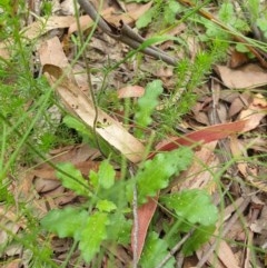 Lagenophora stipitata at Paddys River, ACT - 30 Dec 2020